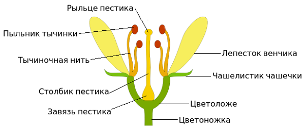 Строение цветка в биологии схема, главные части и их функции