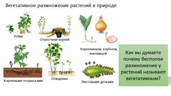 Нарисуйте схему бесполого размножения растений 6 класс биология